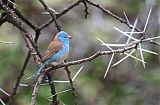 Blue-capped Cordonbleuborder=